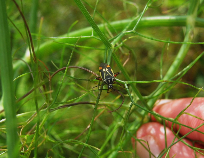 Miridae:  Brachycoleus steini della Sicilia